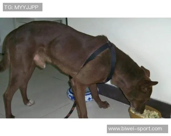 美国队新吉祥物班纳灵感源自切萨皮克湾寻猎犬的故事